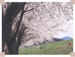 高瀬の桜並木